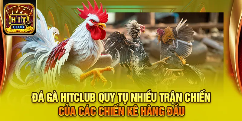 Đá gà HITCLUB quy tụ nhiều trận chiến của các chiến kê hàng đầu